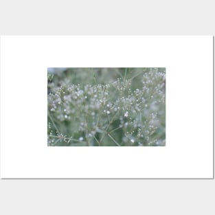 White Baby's Breath flowers in the garden Posters and Art